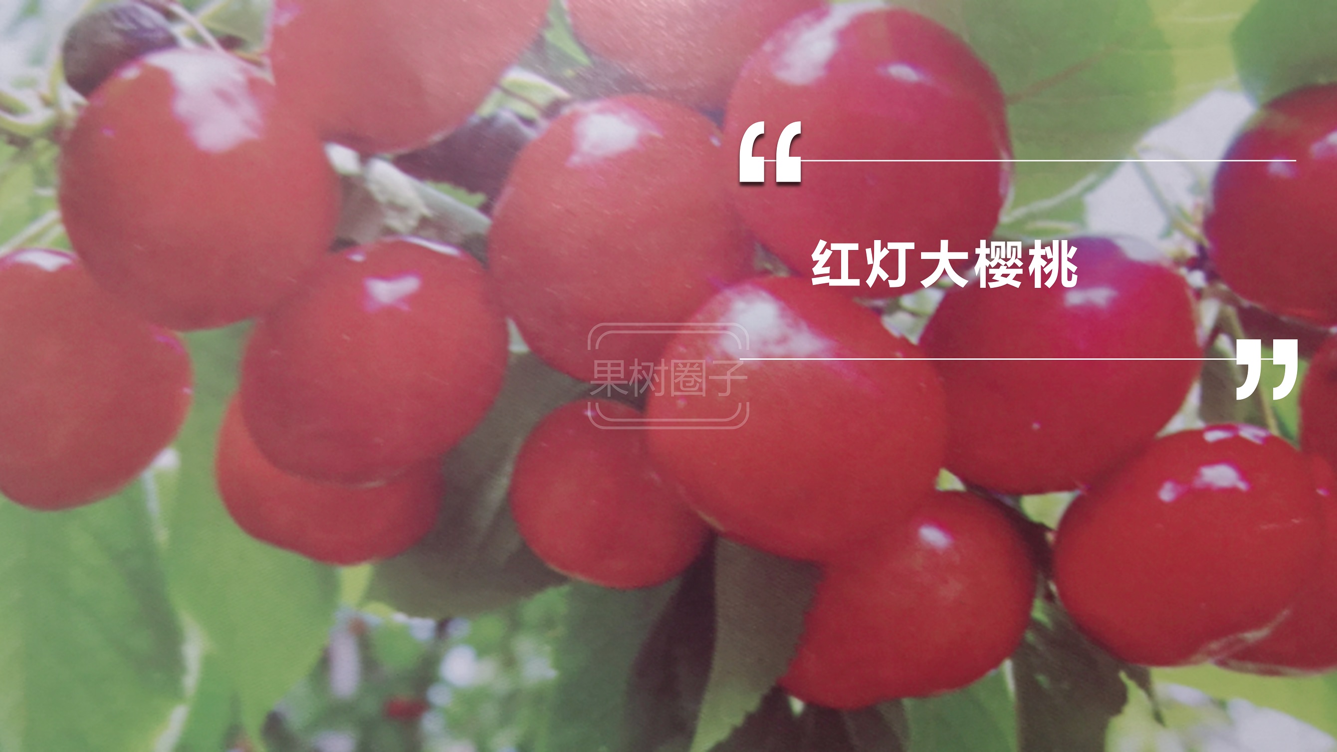 车厘子进入我国已经150年了，150年来，它都经历了什么？