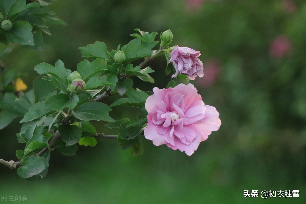 盛夏槿花，颜如舜华，朝开暮落，仙子优雅，槿花八首伴盛夏