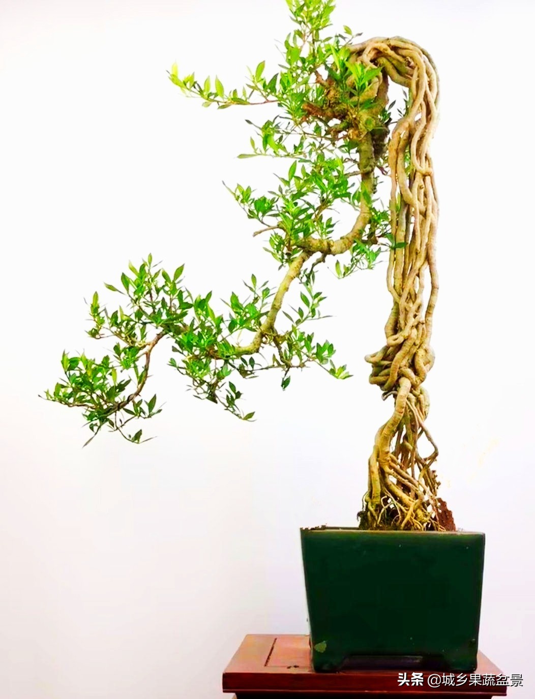 栀子花盆景的取材,制作与管理,夏花洁白芳香,树桩造型优美