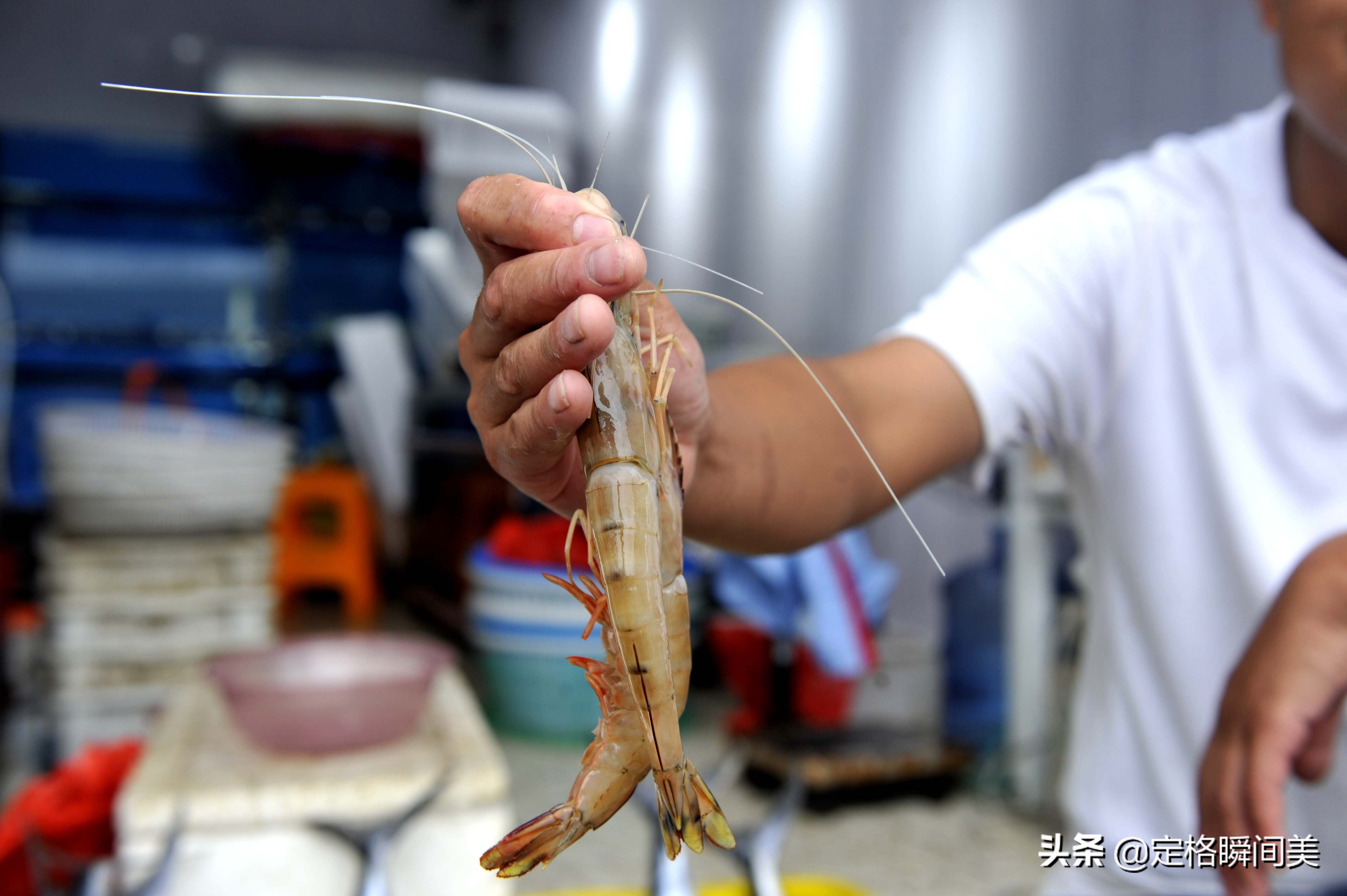 海捕大虾,海捕大虾怎么做好吃