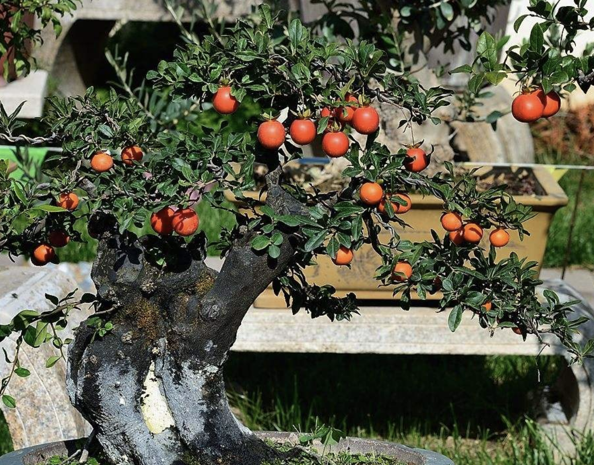 所以有观赏价值,不知道花友们有没有见过金弹子的果实?