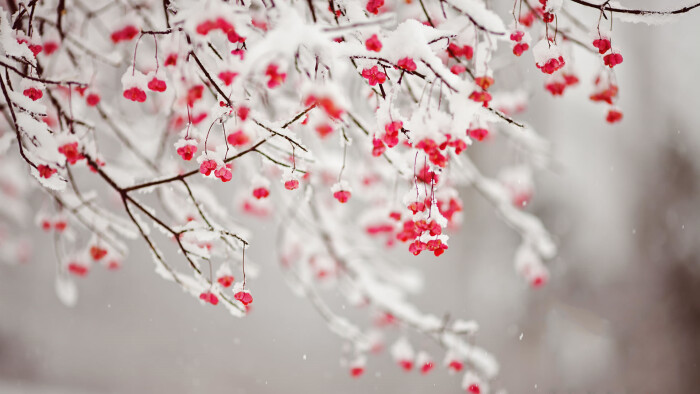 有关雪的唯美句子|叶底藏花一度，梦里踏雪几回