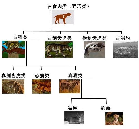 澳洲野猫泛滥，人类不阻止的话，最终能进化成老虎一样的猛兽吗？