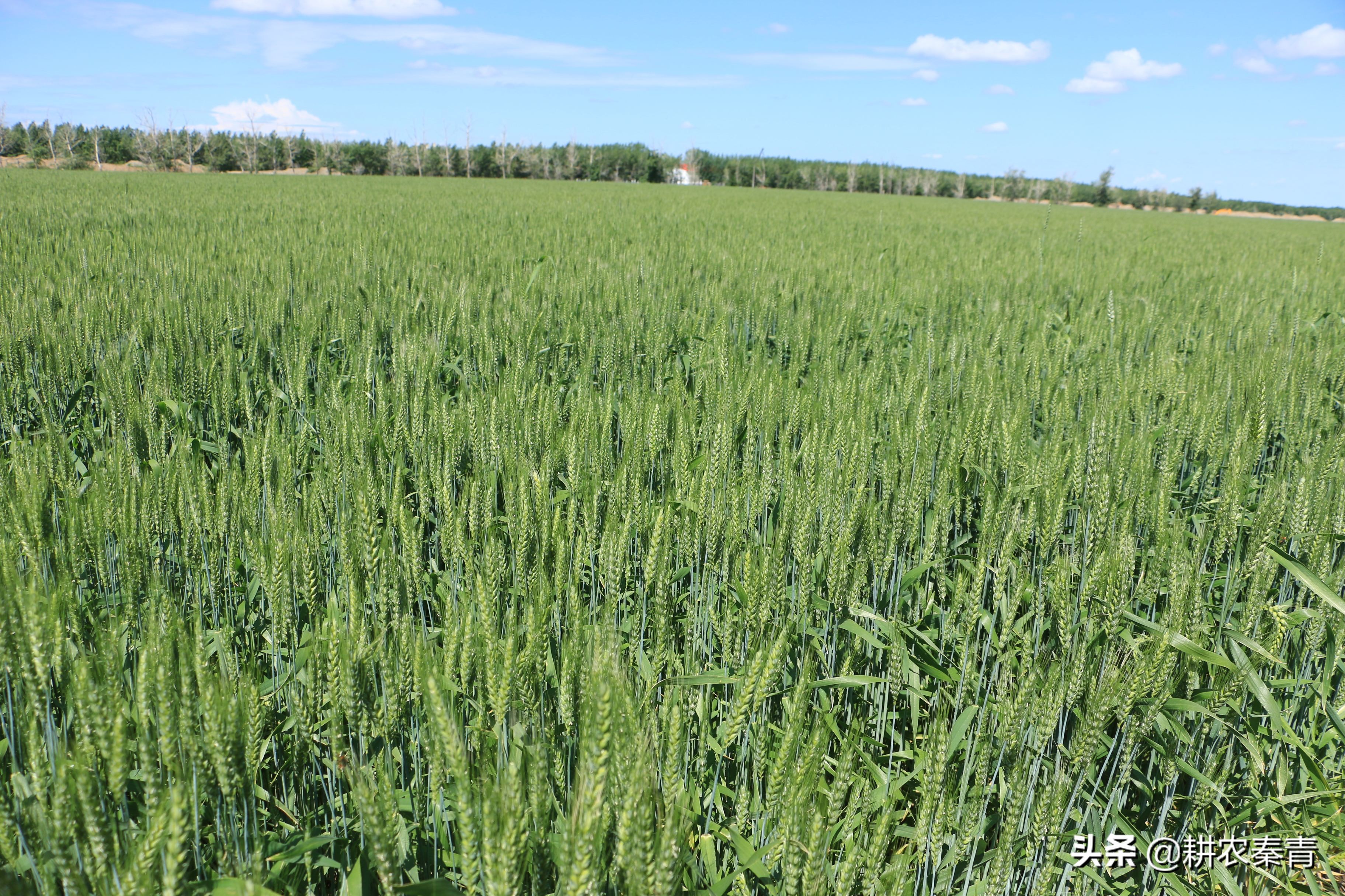 秋天麦子成熟的名人名言 _晶羽文学网