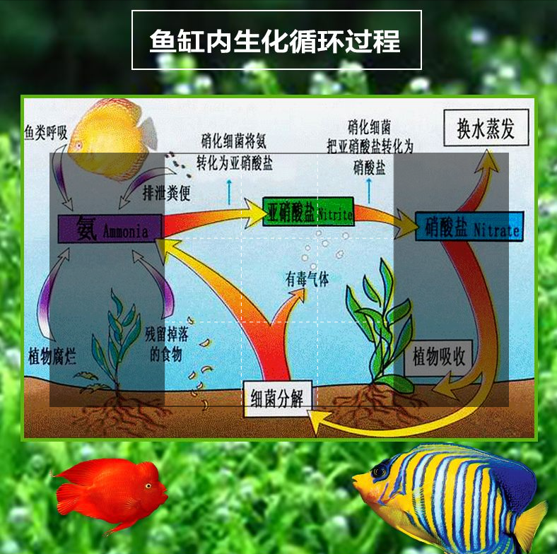 養魚的水,養魚的水怎樣才能養好水質