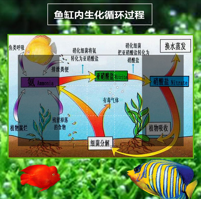 养鱼的水,养鱼的水怎样才能养好水质