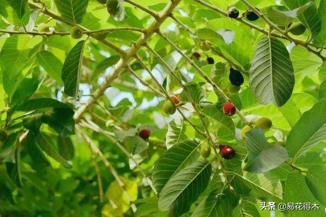 箭毒木(剧毒植物:见血封喉树和解毒良药"红背竹竿草")