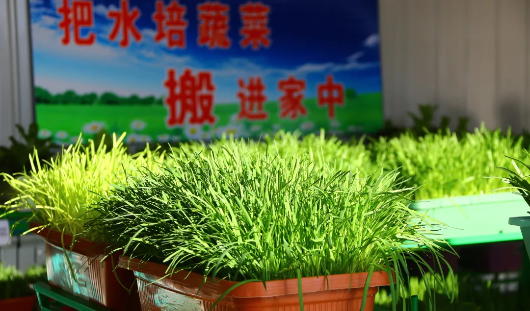 天津农产“不断更”，农交会蔬菜四季常“鲜”