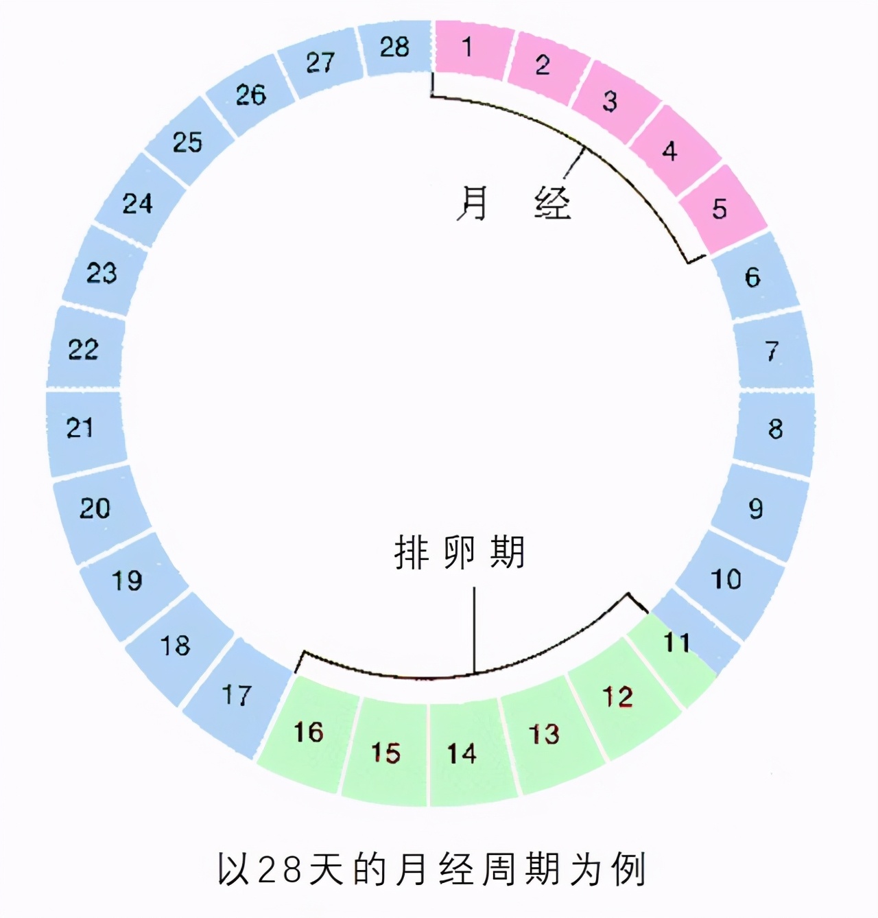 排卵期什么时候同房(怎么知道排卵已经完了)