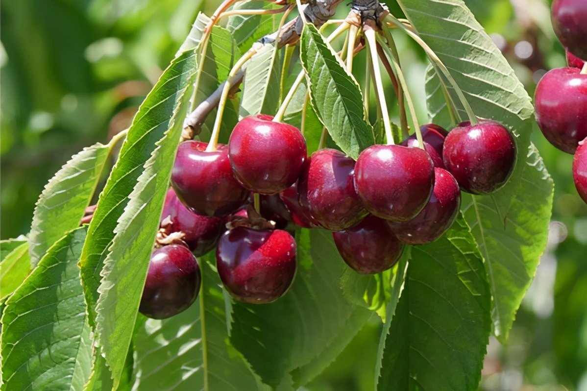 车厘子进入我国已经150年了，150年来，它都经历了什么？