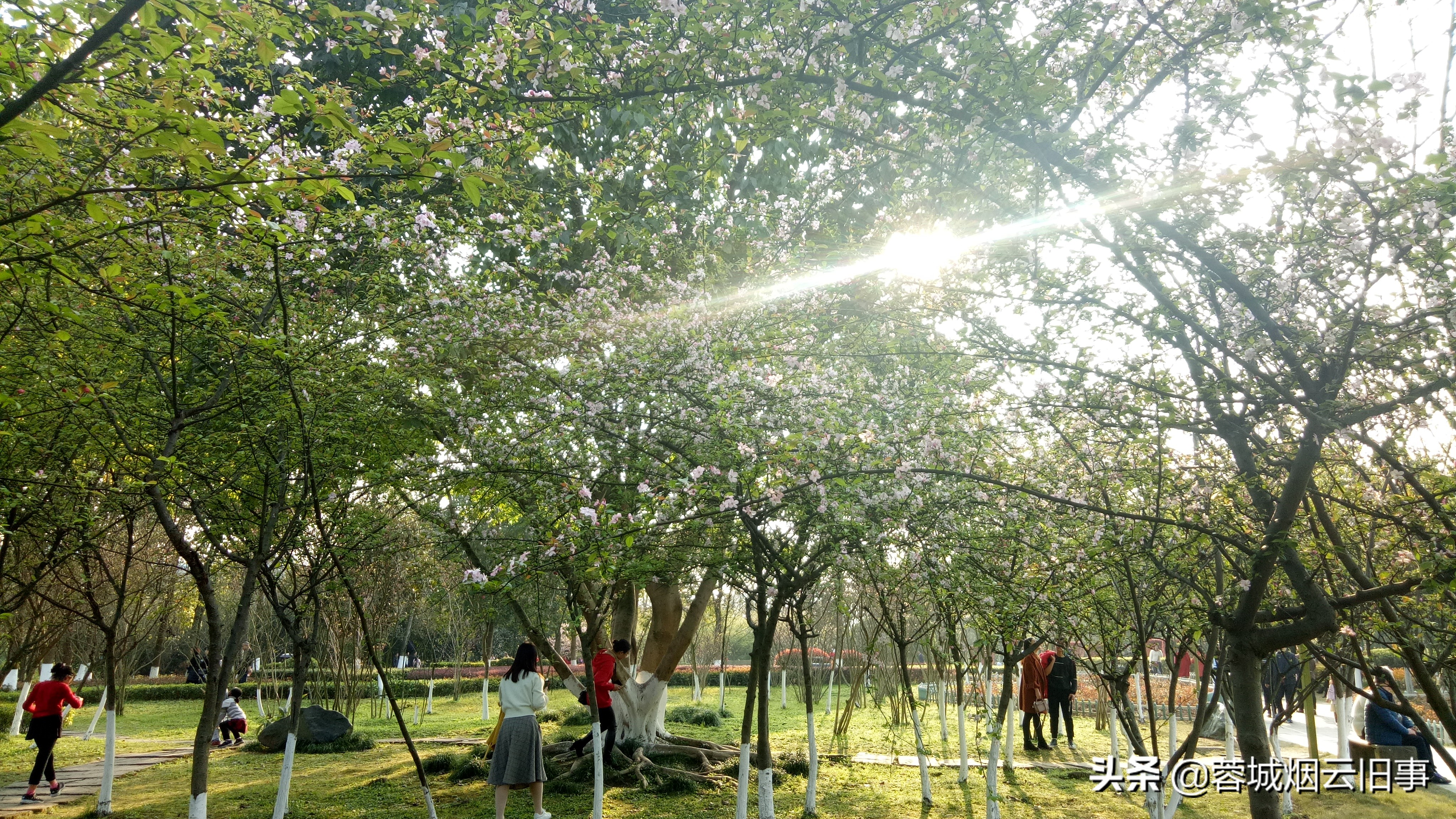 小编带你游校园之重庆大学虎溪校区，体验的芬芳！