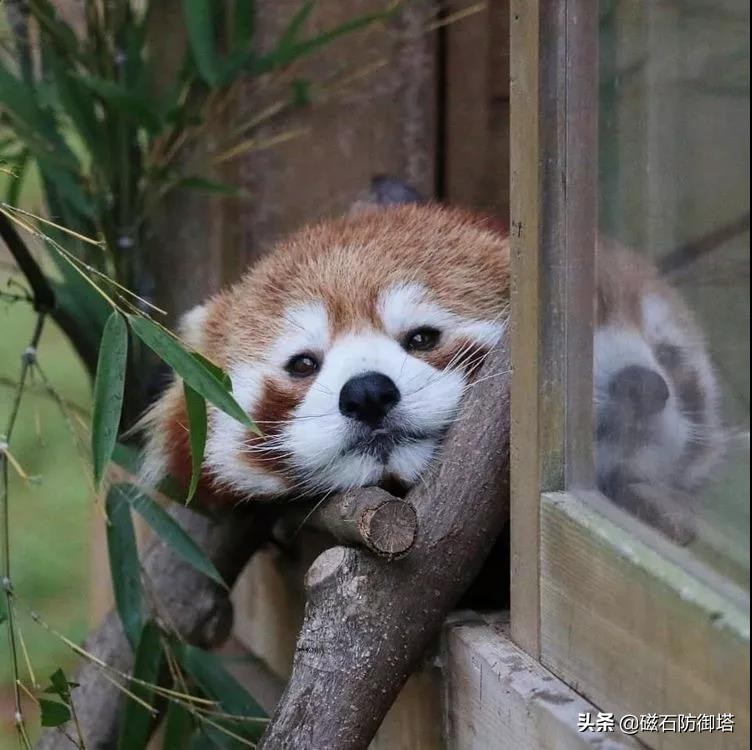 小熊猫：我不是大熊猫的宝宝，也不是干脆面，我是独一无二的
