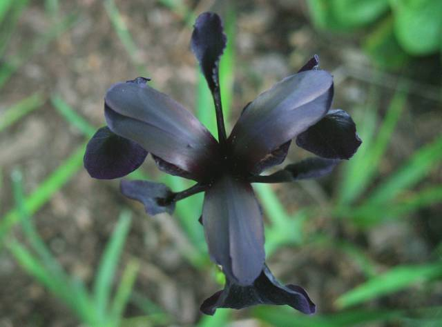 黑色花的品种（带你见你绝对没见过的十种黑色花）