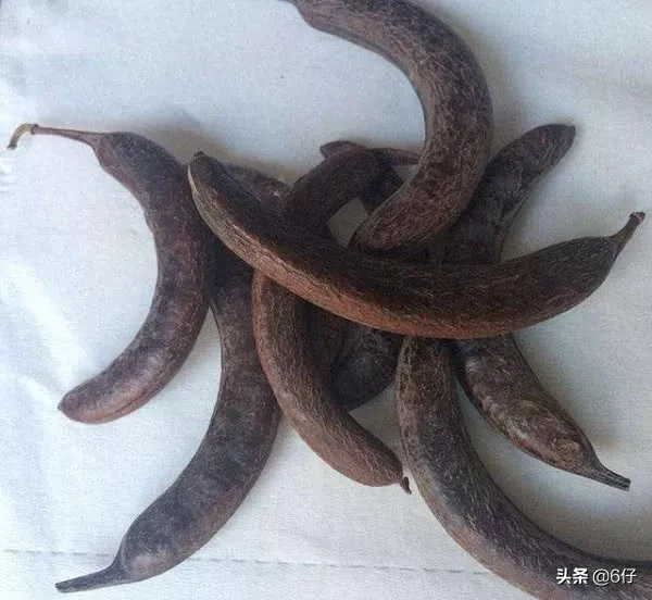 能过长出像猪牙一样的果实,一棵一年能赚一千元!
