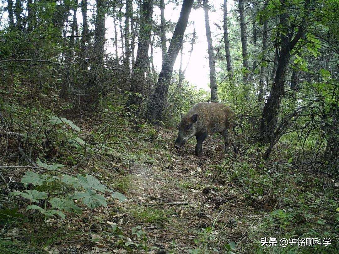 警惕！这10种凶猛野兽正在改变你的生活（我国野猪局部泛滥）。