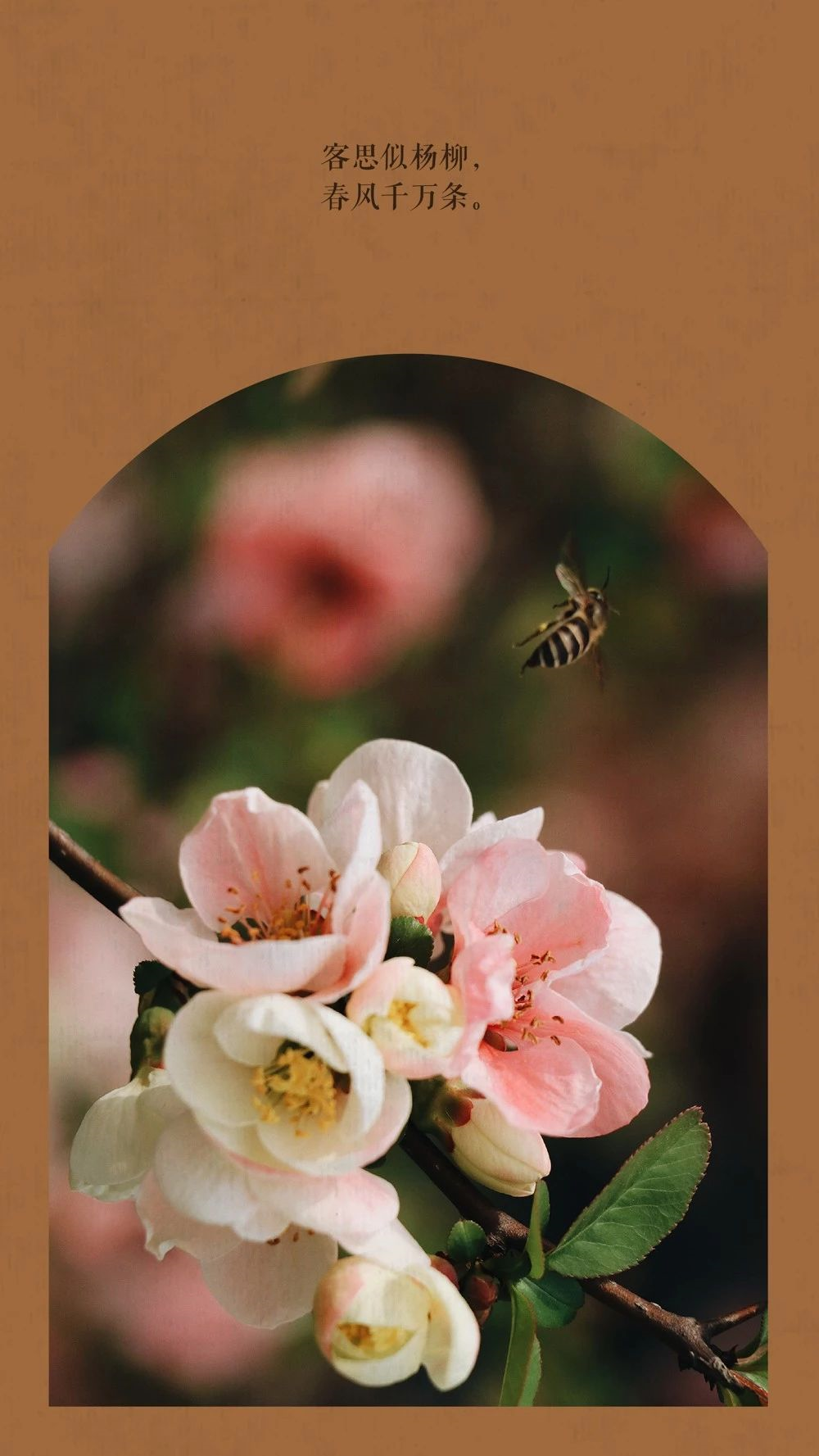 中国这10所大学壁纸第二期！厦门大学、中山大学等在列