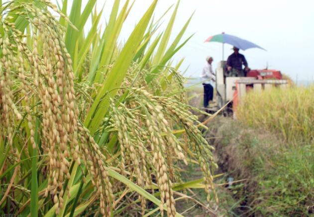 小麦拔节期可以打除草剂吗