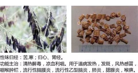 300个中草药图谱（附主治功效），知道一半就太牛了（上）