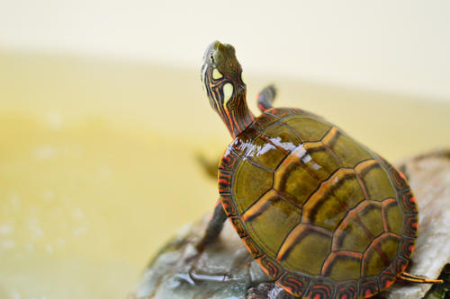 东锦龟(「东部锦龟」特辑)