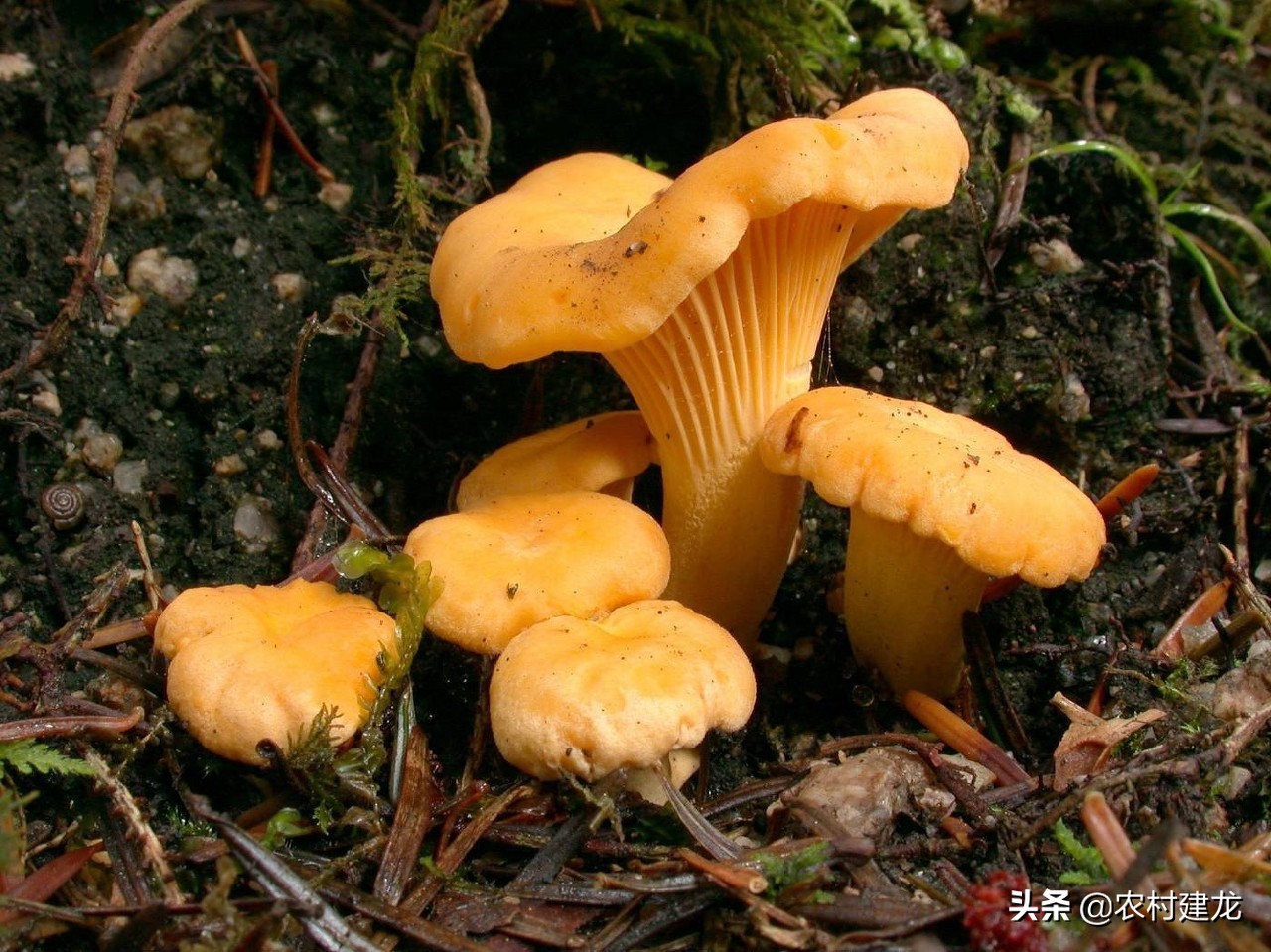 还有一种蘑菇可能大家没有听过,这是"鸡油菌",猛一听到它的名字以为是