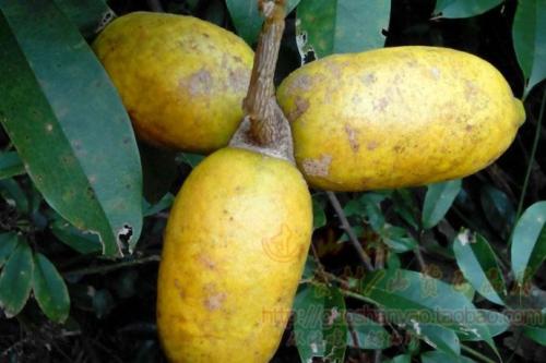 农村老家的牛腰子果野生牛腰子果图片