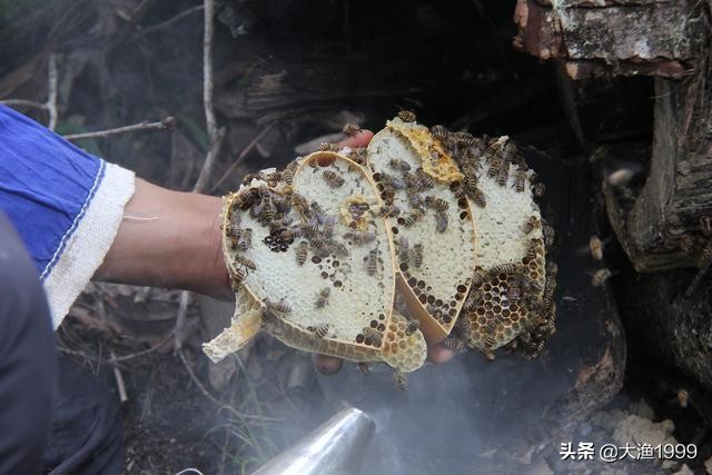 寻找最天然蜂蜜：到云南维西傈僳山寨品尝百花野蜂蜜