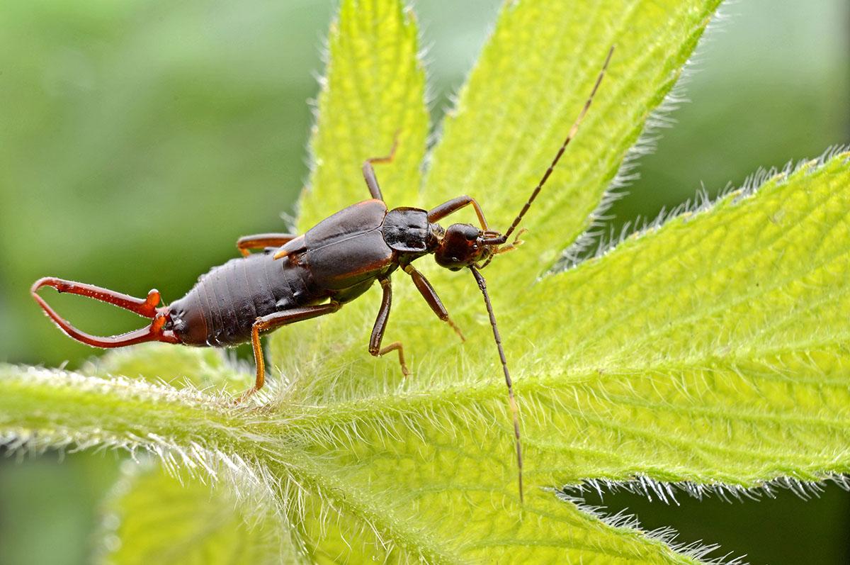 夹子虫是从哪里爬出来的蠼螋对人的危害