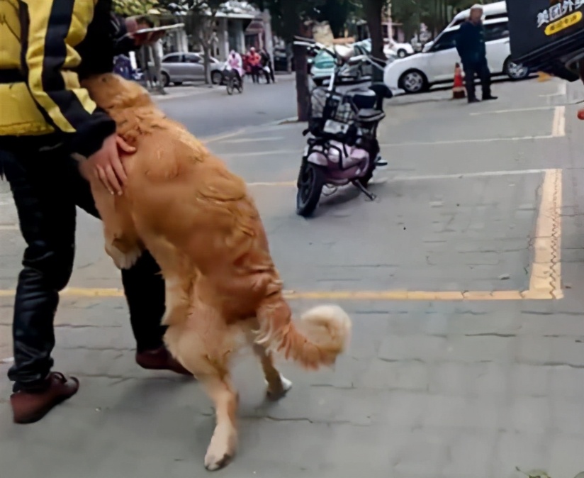 養這幾種狗 令很多鏟屎官驕傲 忠誠又護主大白熊秋田犬馬犬德國牧羊犬羅威納中華田園犬 天天看點
