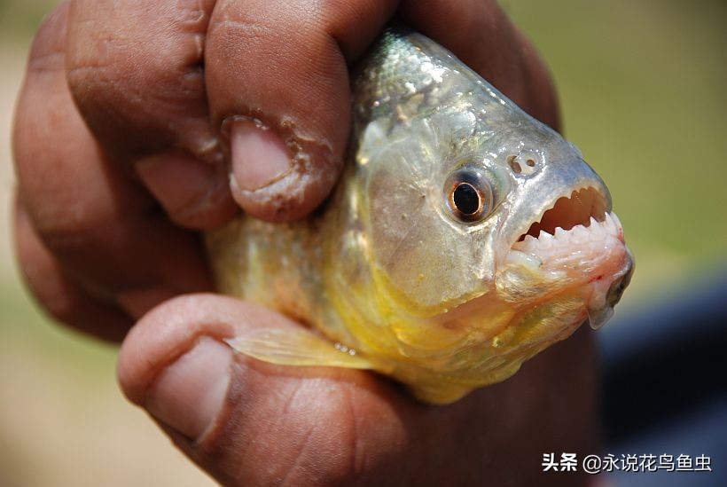 食人鱼互咬怎么养比较好干货