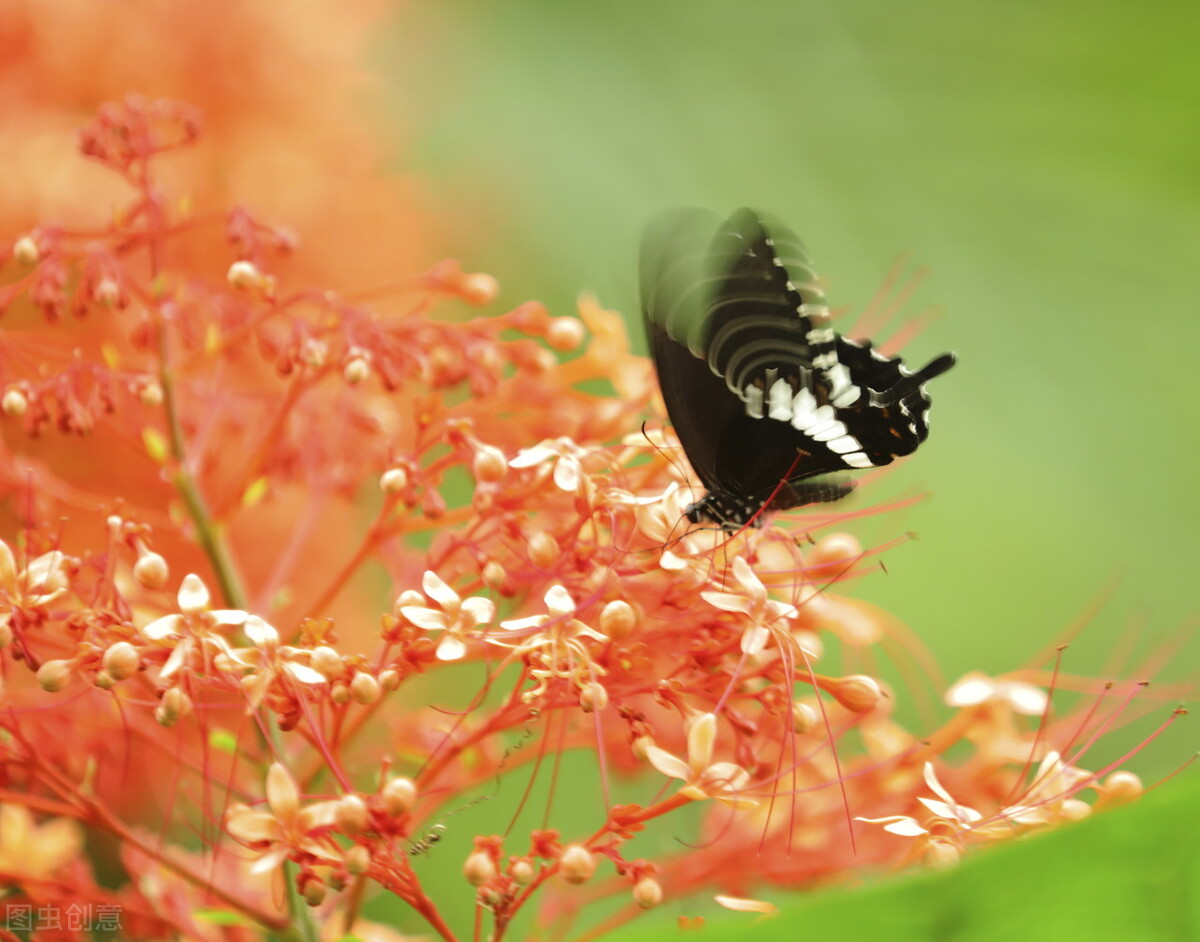杨花榆荚无才思：韩愈七绝《晚春》有讽刺之意么？