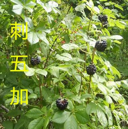 刺五加叶(刺五加,别名刺拐棒,果实球形或卵球形,有5棱,黑色)