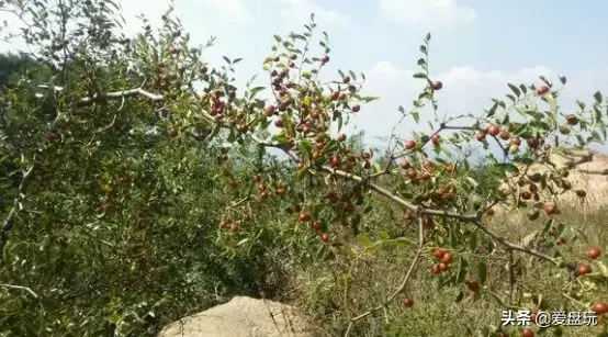 能在山上“白嫖”的10种手串,包浆超美
