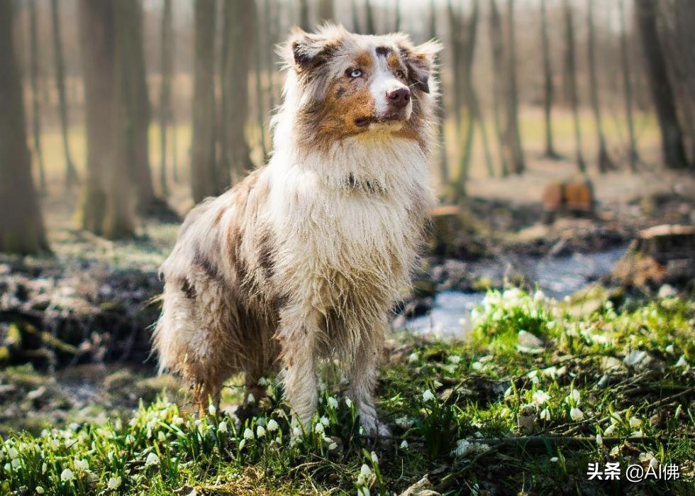 世界上50个最受欢迎的犬种的起源