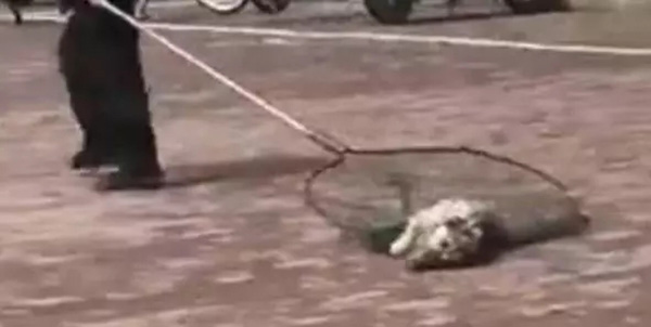 大学生在宿舍养猪被通报批评：因猪长太大被发现