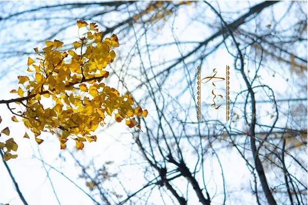 这里，是电子科技大学！