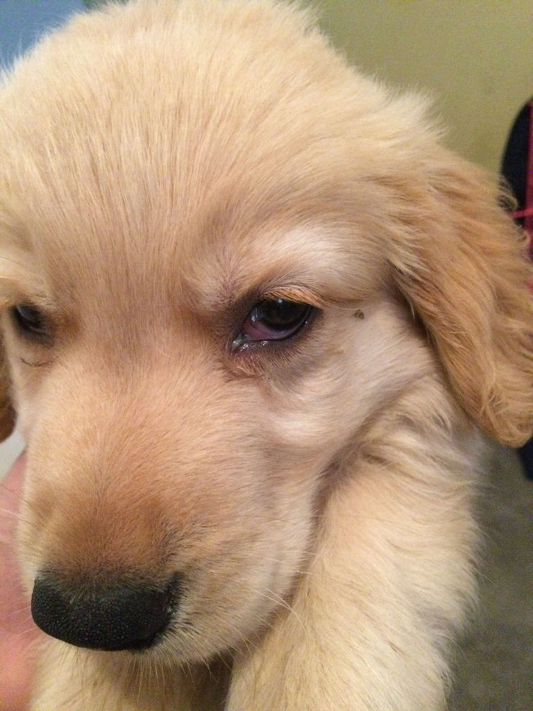 金毛犬有泪痕是什么原因，该怎么办？