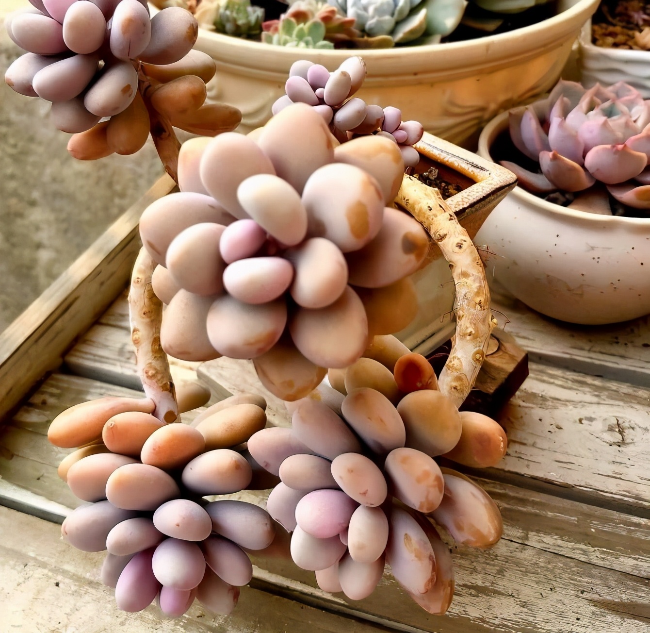 桃蛋怎么养的肥肥胖胖红红的(养桃蛋3个技巧)