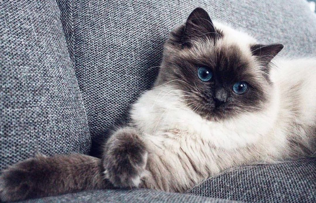 家猫尿血别惊慌，寻找潜在病因才是当务之急！
