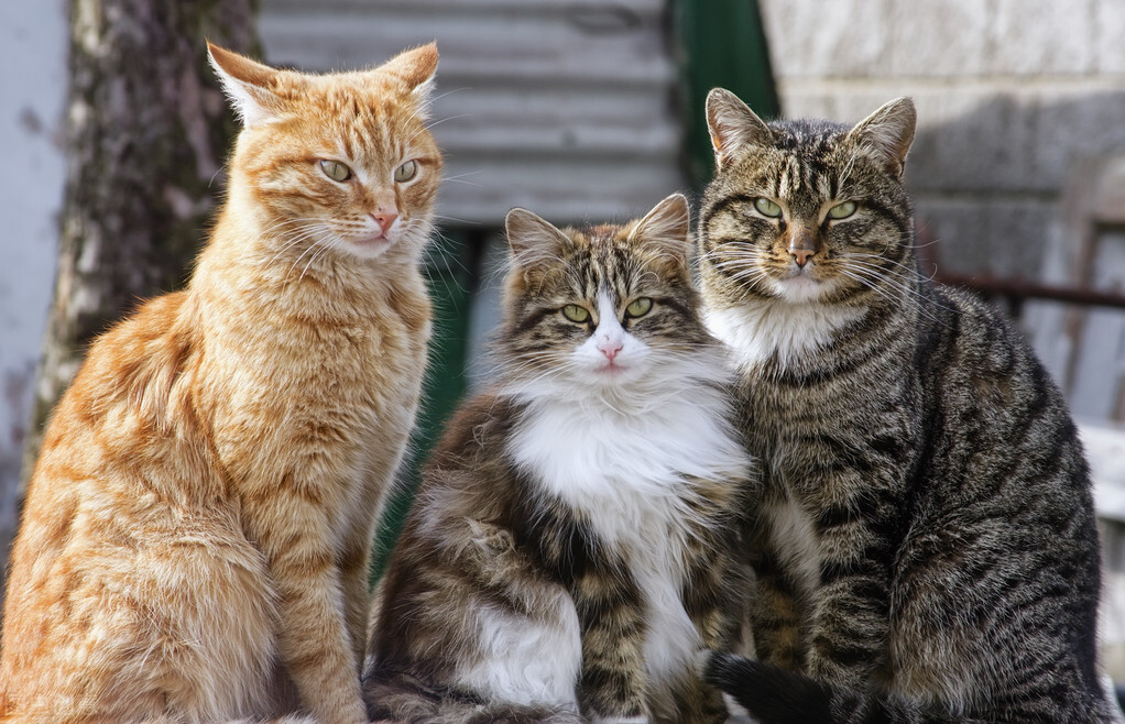 ​ 【猫界智商榜前五】无毛斯芬克斯猫，尤物般高贵冷艳又聪明。暹罗猫活泼好动，忠诚度很高。布偶猫性格温顺，眼神像在和你对视。缅因猫体型大，聪明得令人心疼。英短蓝猫很聪明，还爱撒娇。‌
