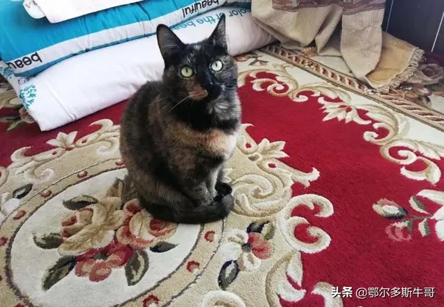 亲近大都市·华东五市游