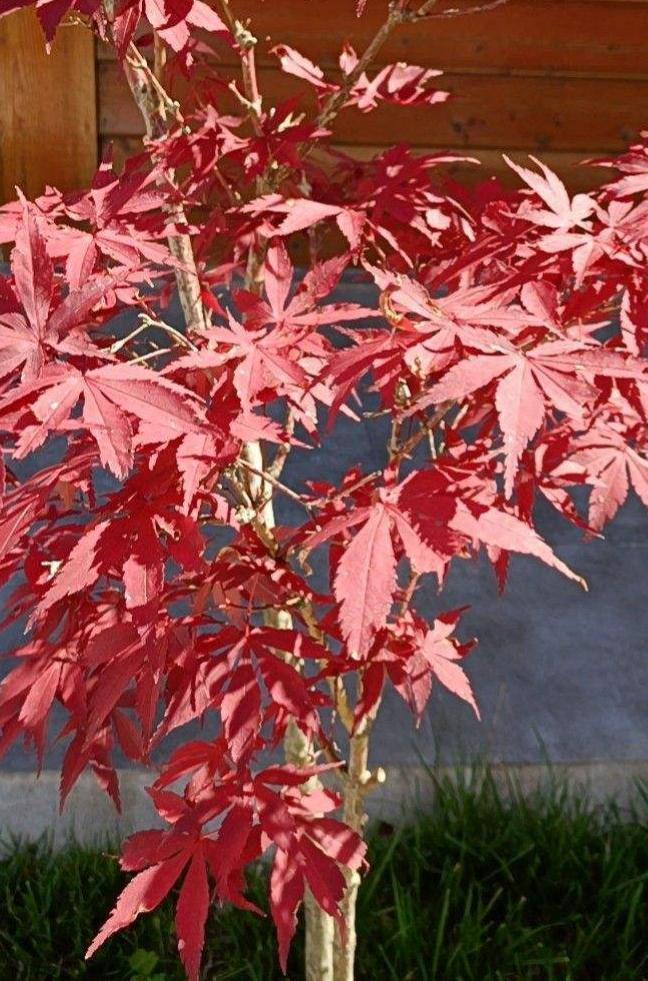 花种类介绍大全（常见花图文并茂非常详细）