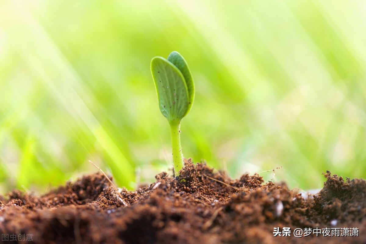 不可多得的宝石，白羊座