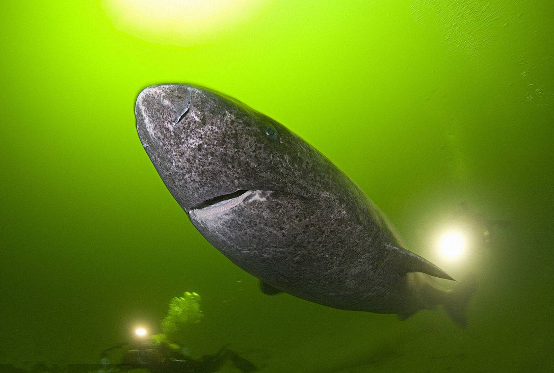 格陵兰鲨鱼(生活在北极的巨鲨,世界上寿命最长的脊椎动物——格陵兰睡