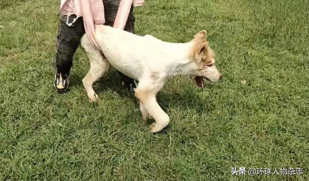 松獅價錢,松獅價格是多少一只