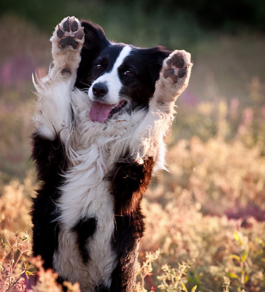 同样是牧羊犬,为什么养边牧的人比喜乐蒂多?