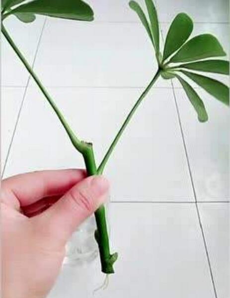 家庭繁殖鸭掌木最好用扦插法,水插生根快,土插也能生根!