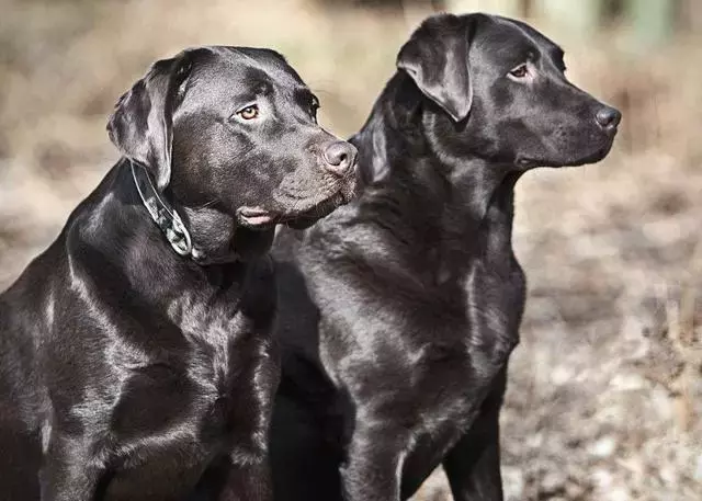国外十种顶级猎犬，杜高才排第四，第一你想不到