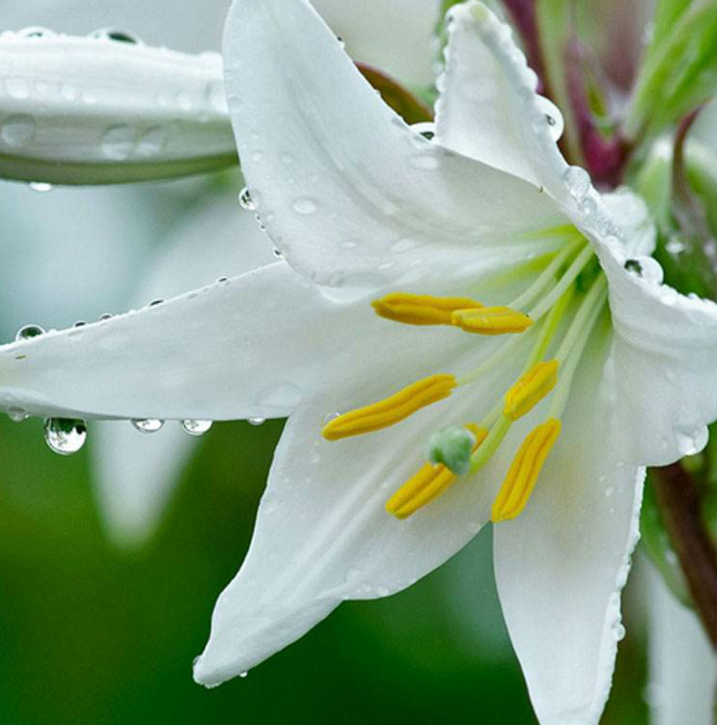 百合花怎么才能开得久?巧方法记下来,赏花时间长,种球更茁壮