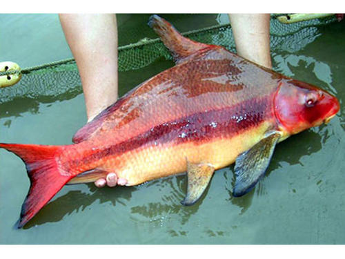 一帆风顺胭脂鱼养殖模式的分析