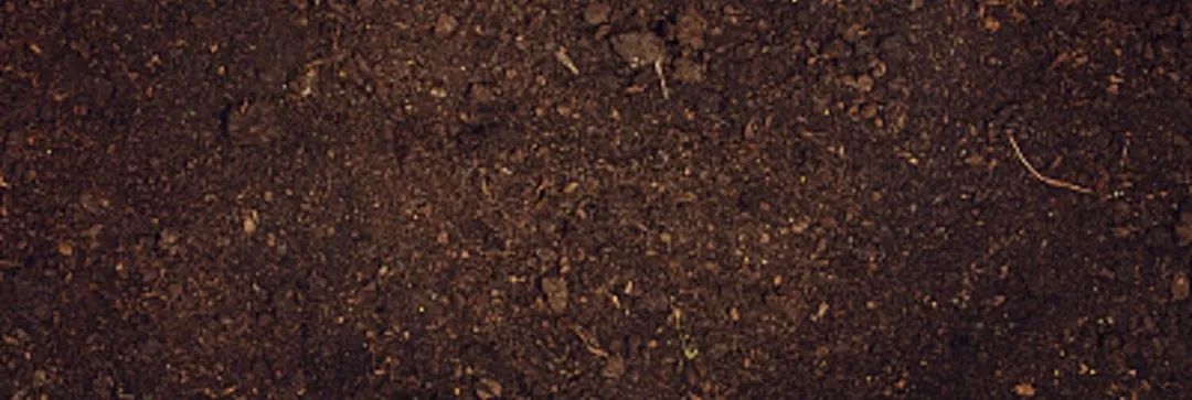 壤土适合种植什么植物（植物栽培常用土壤介绍）